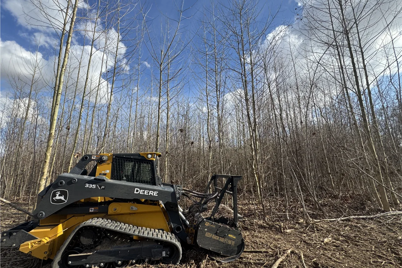 A compact track loader with a forestry mulching head parked in a stand of thin saplings