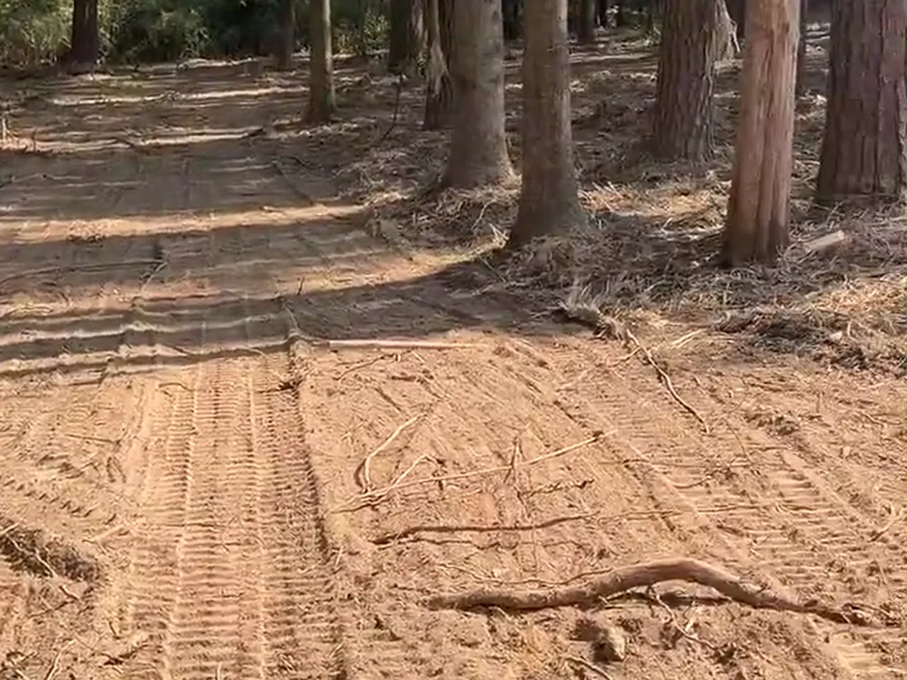A freshly opened dirt lane to a homesite through pine timber, marked by compact track loader tracks