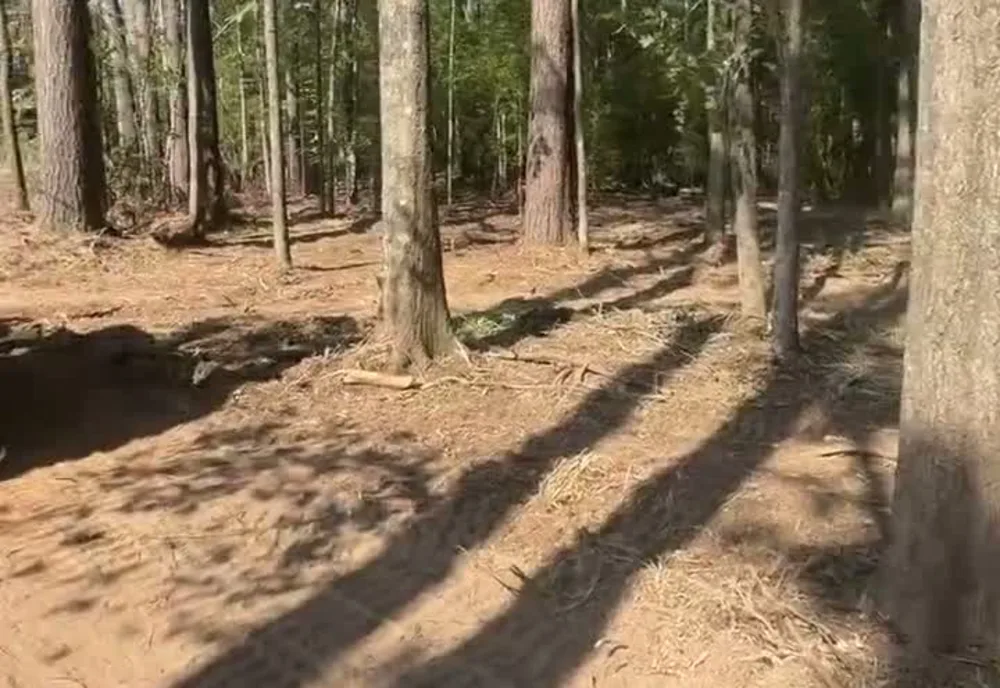 Freshly cleared homesite under standing pine in Northeast Louisiana with the access lane opened for the pad