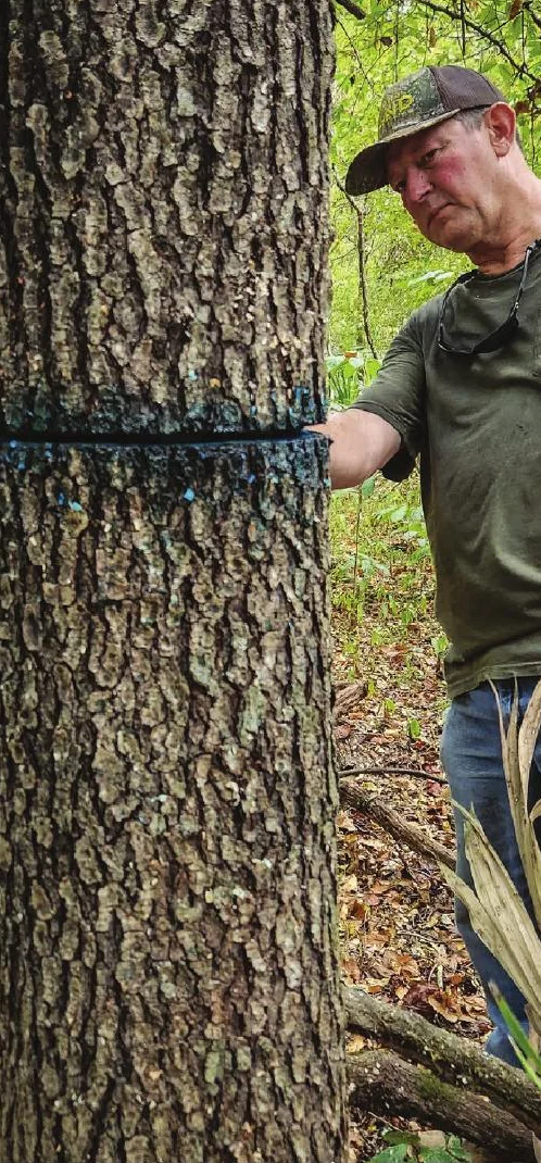 Mike Martien girdling a hardwood to create wildlife snag habitat on his Richland Parish property