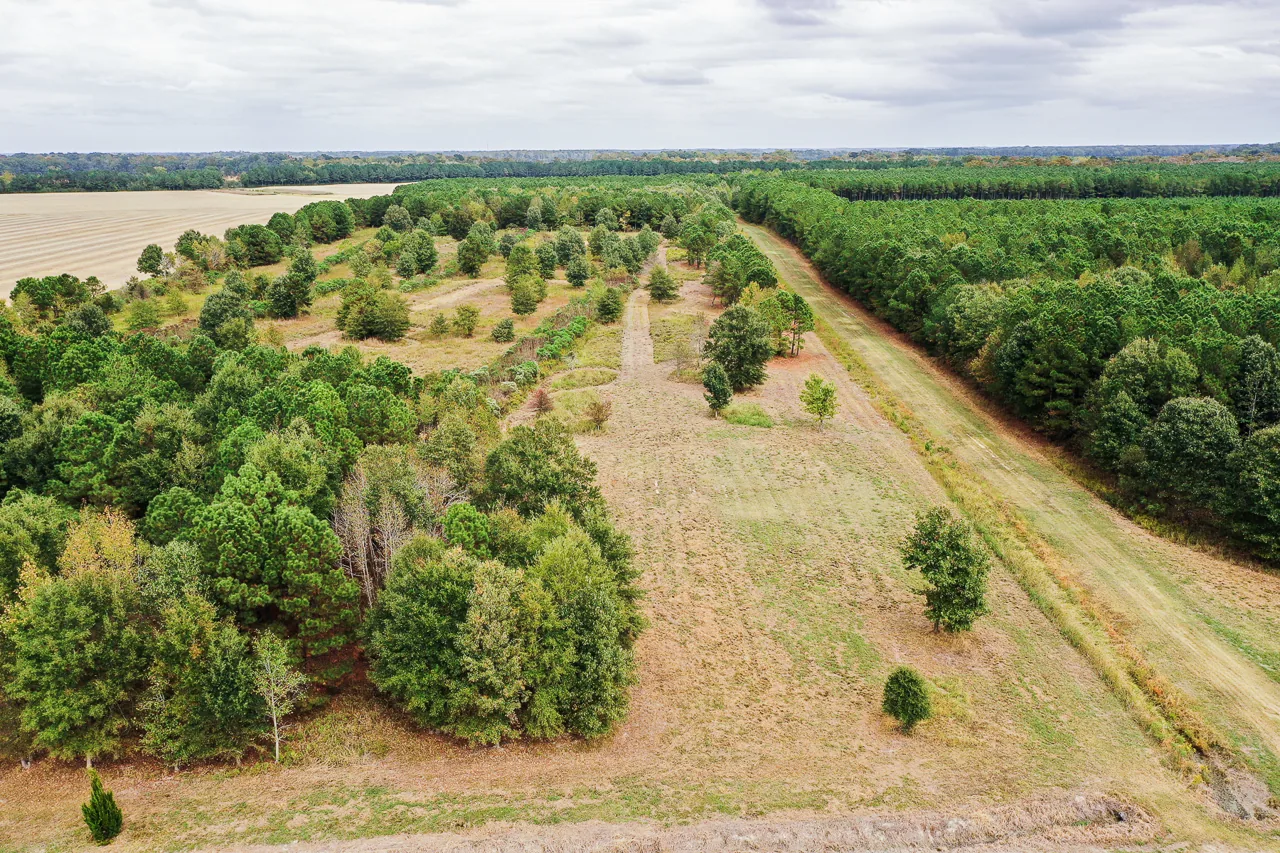 Aerial view of a rural tract with a mowed lane running between pine timber and open ground