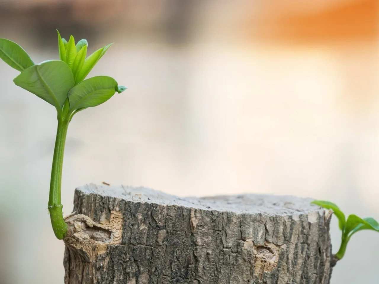 Fresh green shoots sprouting from the top of a cut tree stump